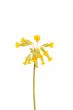 Yellow primrose flower