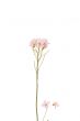 Pink wild flower