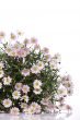 Daisy flower bouquet