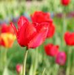  Red Tulips