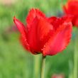  Red Tulips