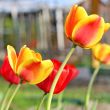  Red Tulips