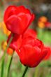  Red Tulips