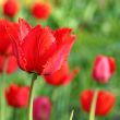  Red Tulips