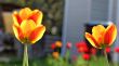  Red Tulips