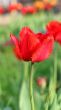  Red Tulips