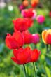  Red Tulips