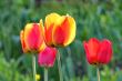  Red Tulips