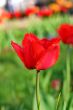  Red Tulips