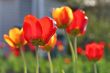  Red Tulips