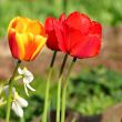  Red Tulips