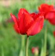  Red Tulips