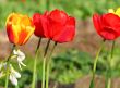  Red Tulips