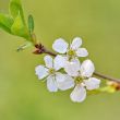  Spring tree