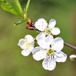  Spring tree