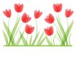 Decorative background with Tulips flowers