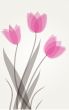 Decorative background with Tulips flowers