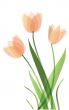 Decorative background with Tulips flowers