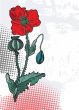 Spring card with beauty poppies.
