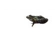Tree frog isolated