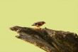 Zebra finch isolated