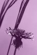 Common dandelion