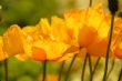 Californian Poppies