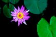 Water Lily