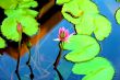 Water Lily