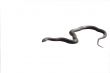 Grass snake isolated