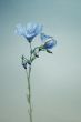 Linum flower