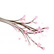 Blossom cherry - Greeting Card