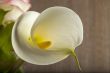 Calla