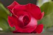 Red rose