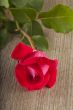 Red rose