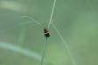 Longhorn Moth