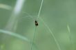 Longhorn Moth 