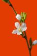 White cherry flower