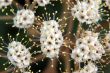Viburnum