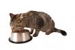 Kitten eating from dish