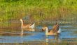 two wild ducks  swim