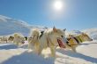 Dog sledging