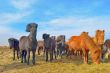 Icelandic horses