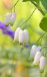snowdrop flower