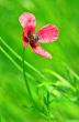 pink flower 