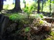 The Little Fir-tree and the Fir-cones