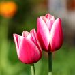  Pink Tulips