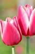  Pink Tulips