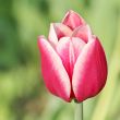  Pink Tulips