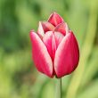  Pink Tulips